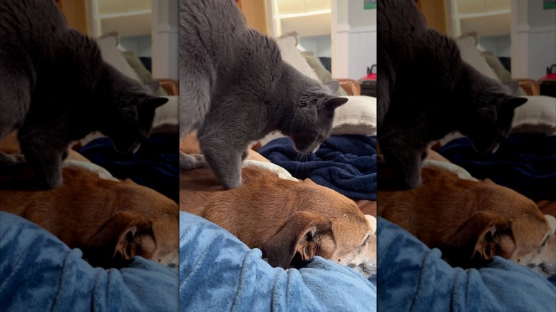 Cat kneading dog