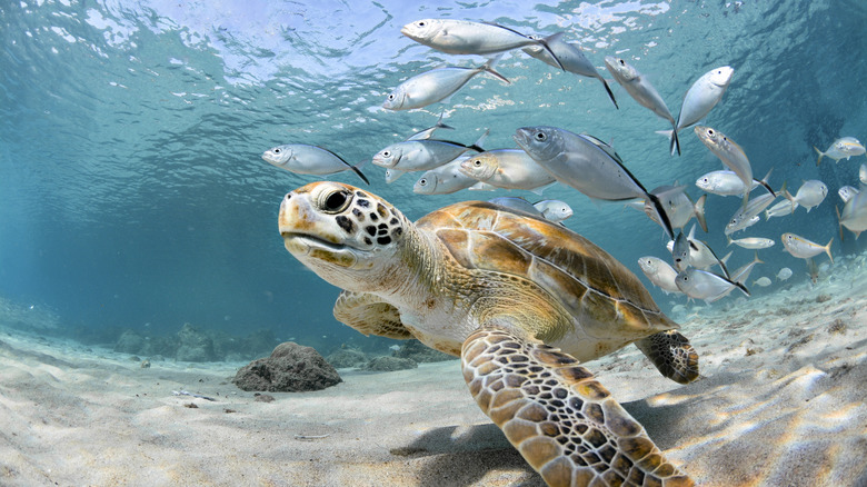 Sea turtle, followed by some silver fish.
