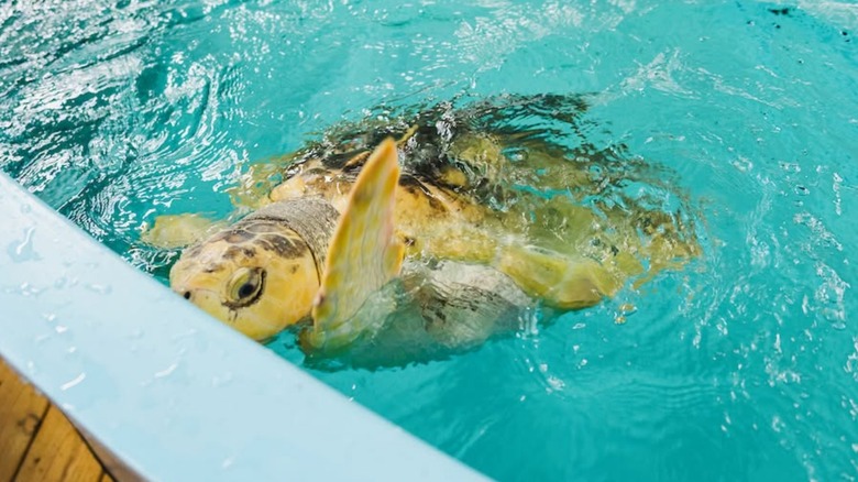 Turtle in a rehabilitation pool