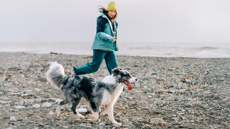 A woman in a blue jacket running on the beach with a border collie.