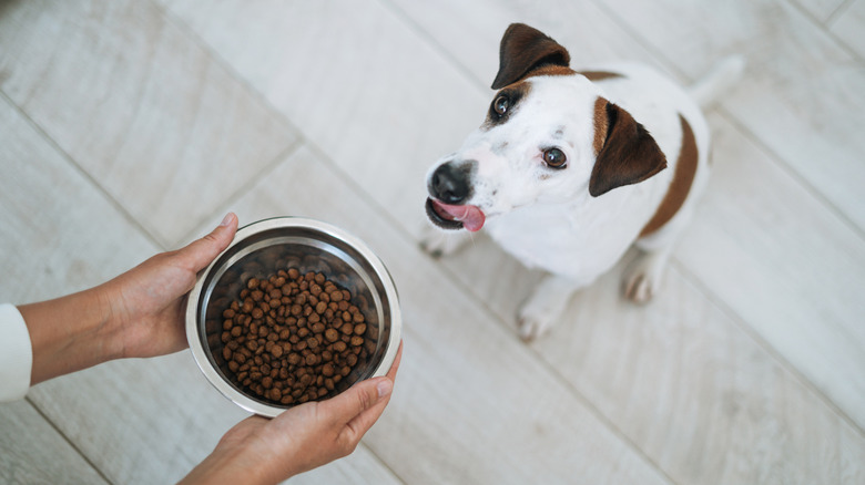 Someone presenting a silver bowl of kibble to a Jack Russell terrier.