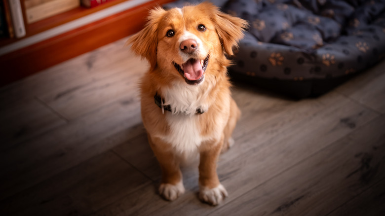 A Nova Scotia duck-tolling retriever with red fur sitting on a hardwood floor.