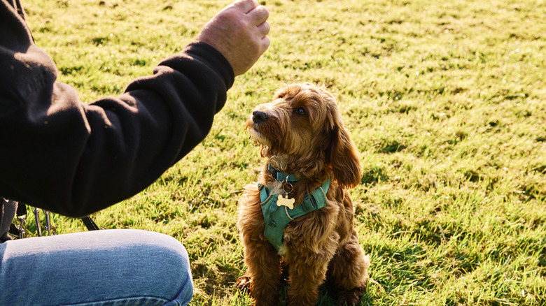 A kneeling person holding their hand out in font of a cockapoo outdoors.