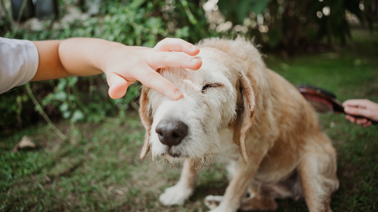 A child petting a senior dog's nose while someone else brushes its back.
