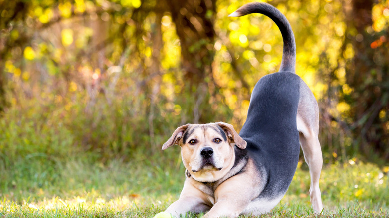 A short-haired dog in a play bow position in a grassy area.