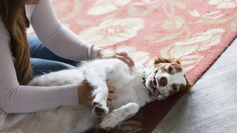 An English springer spaniel lays on its back for belly rubs from its human