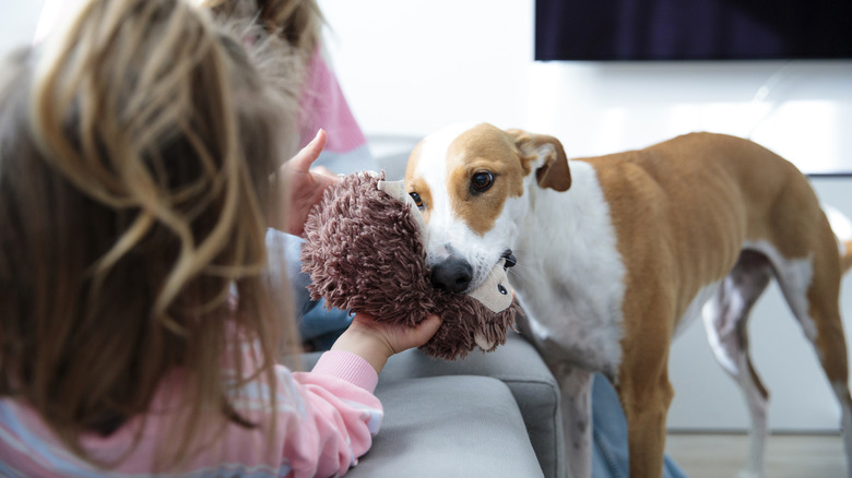 A tan-and-white dog presenting a toy to a young girl on a couch.