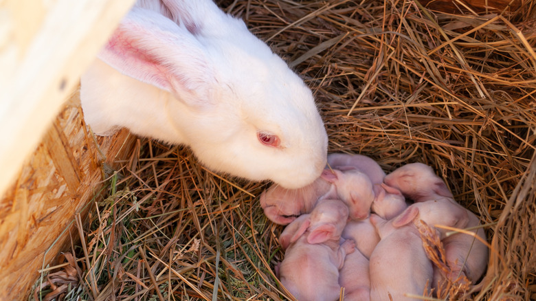 Mother rabbit sniffs her newborn babies in her nest