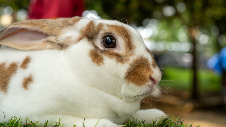 Brown and white rabbit looking to the side