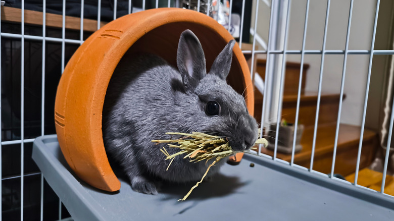 A pregnant rabbit trying to build a nest