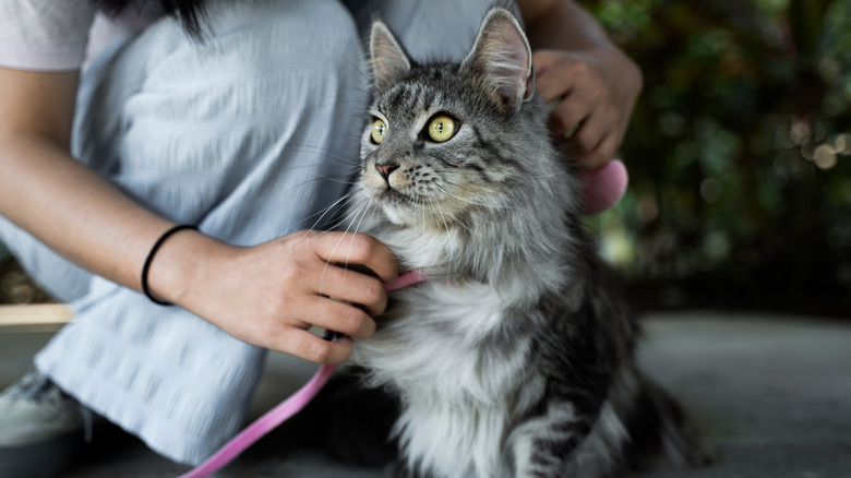 Person placing harness on cat