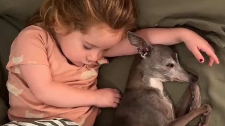 Tika the Italian greyhound from TikTok curls up with her toddler sister.