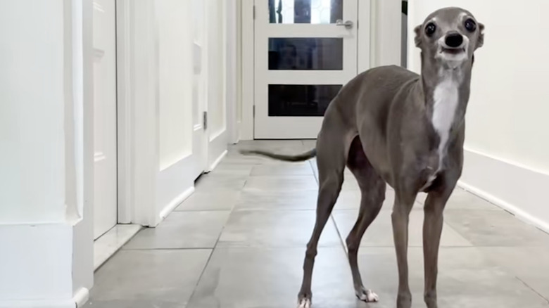 Tika the Italian greyhound from TikTok standing in a hallway.