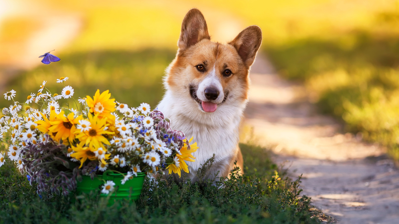 Image showcasing It's Dangerous For Your Dog To Eat These Popular White Flowers In The ...