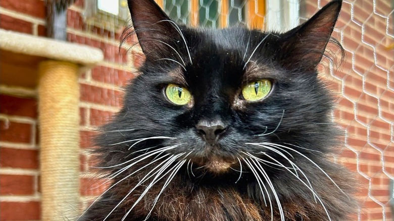 Fluffy black cat with short spine syndrome.