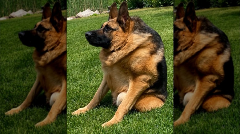 German Shepherd with short spine syndrome.
