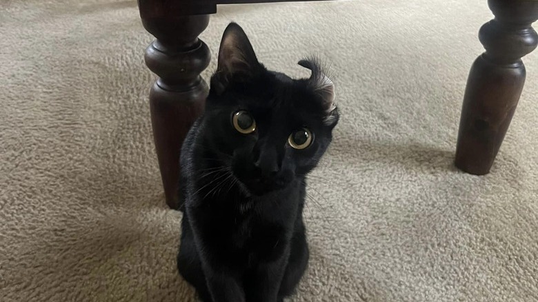 cat with one of their ears curled over.