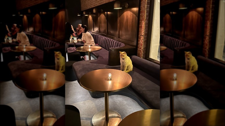 cat sits alone at bar with candlelight.