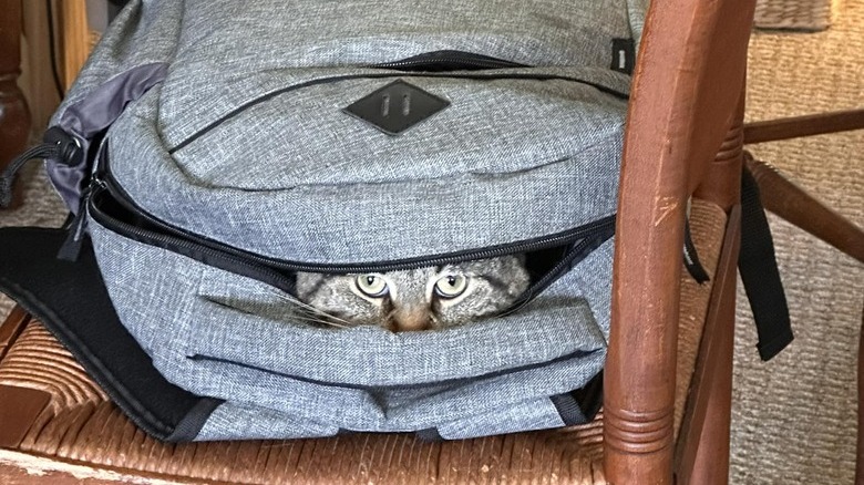 cat hiding in backpack on chair.
