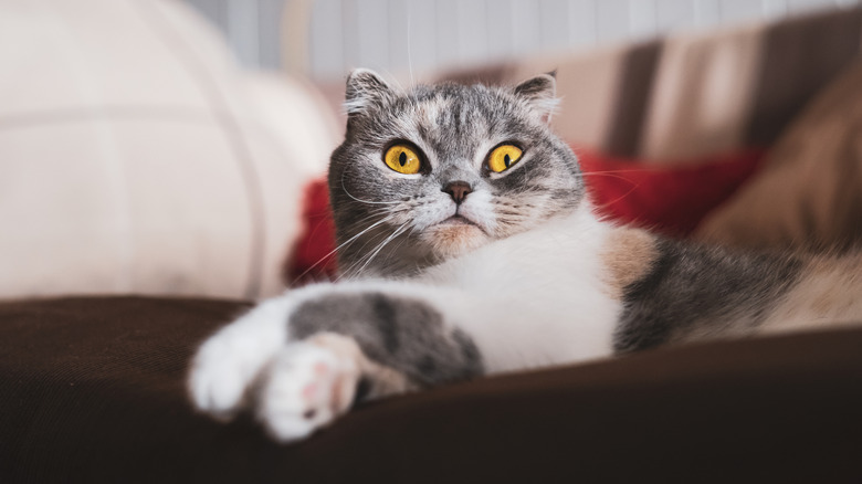 Cat making funny face