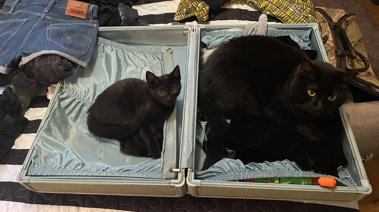 black kitten and adult cat sleep in open suitcase.