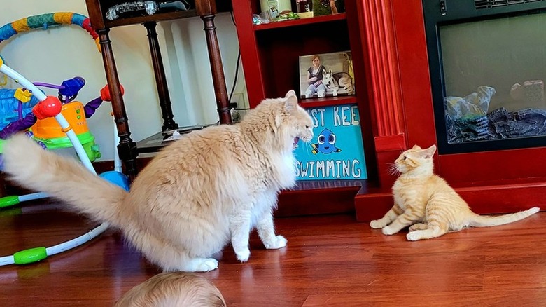 older cat startles younger cat.
