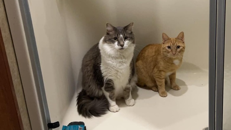 two cats are sitting in a shower.