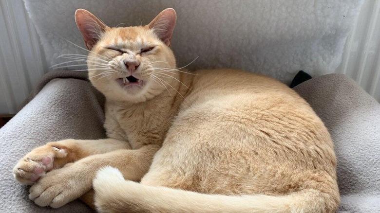 Cat sneezes while curled in cat bed