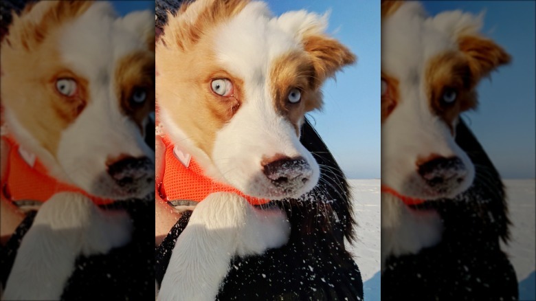 Puppy on beach sneezes out sand