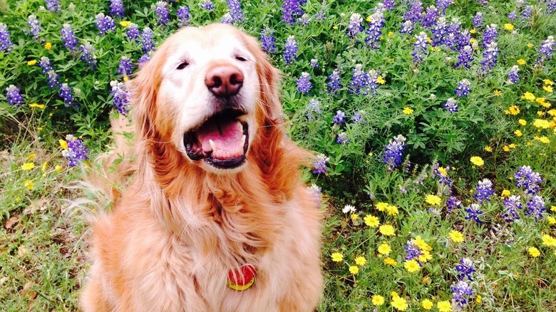 Golden retriever sneezes in a field of wildflowers