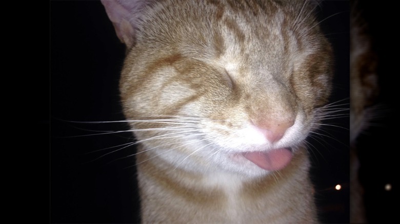 Cat sticks its tongue out while sneezing