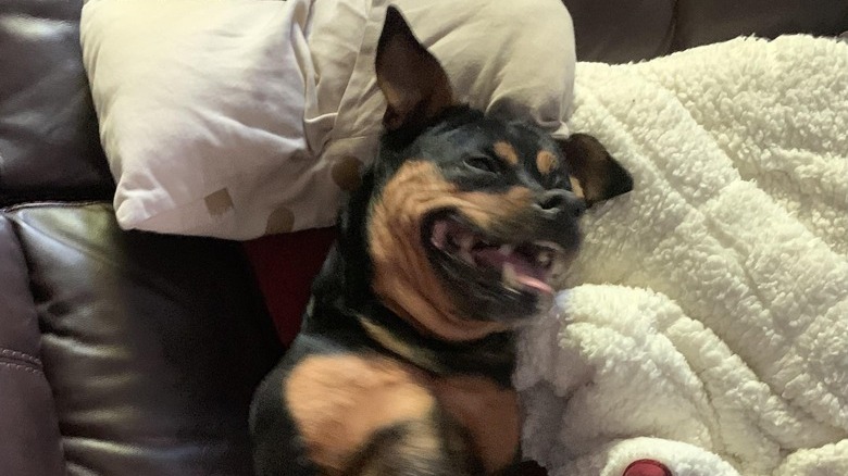Dog mid-sneeze shows belly on leather couch