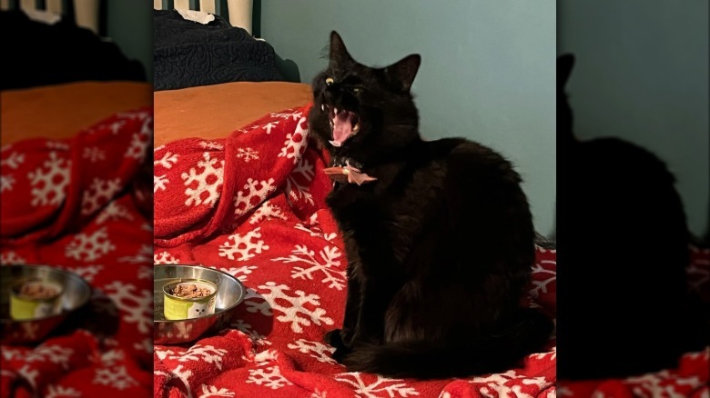 Black cat with can of wet food sneezes