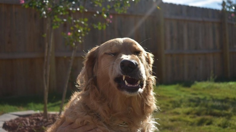 Dog sneezing on a beautiful day