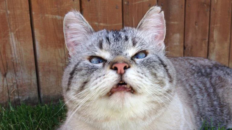 Cross-eyed cat sneezes while laying in grass