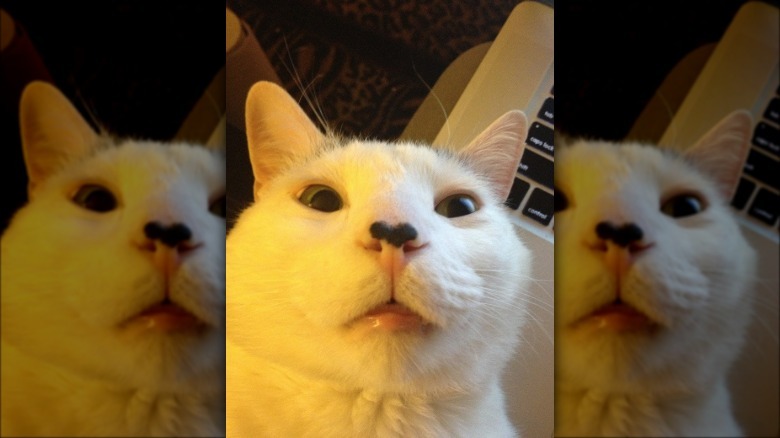 White cat about to sneeze