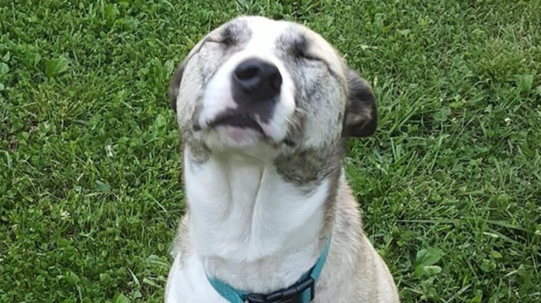 Dog sneezes while sitting on grass