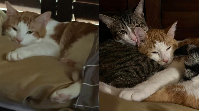 Orange cat is compliant with other cat.