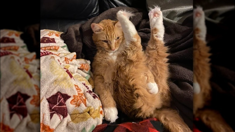 Ginger and white cat with floofy pants sitting on a black leather couch.