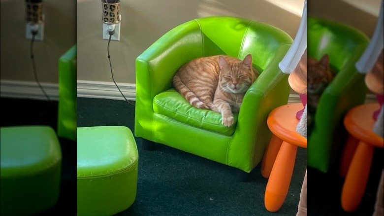 Ginger cat sleeping in a lime neon green cat-sized chair.