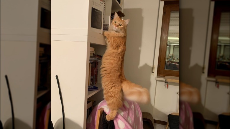 Ginger cat is standing and shelving books in specific order.