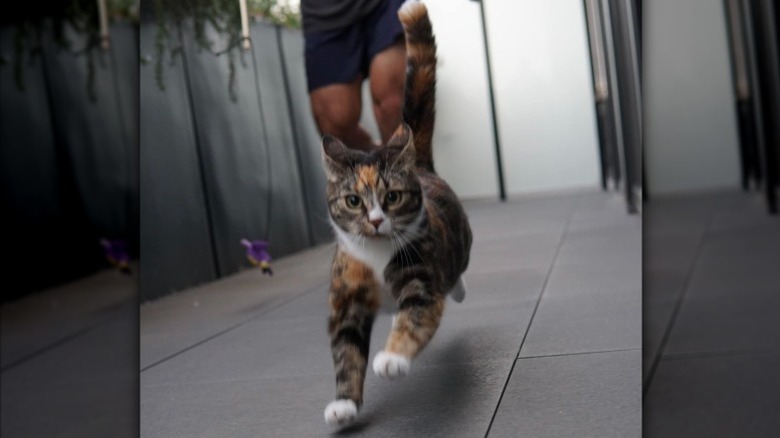 Cat doing a speed run to try and catch a cat toy.