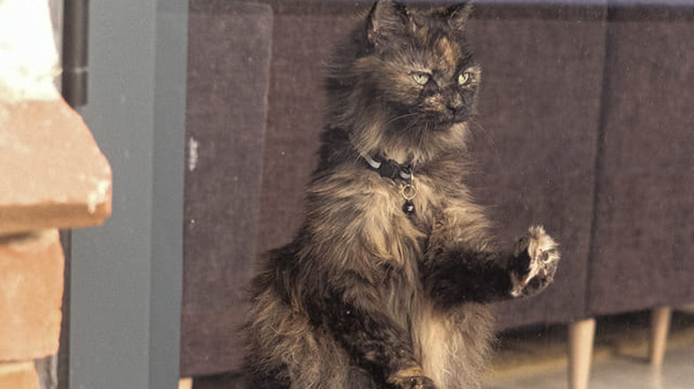Cat standing on rear legs and looking through a window.