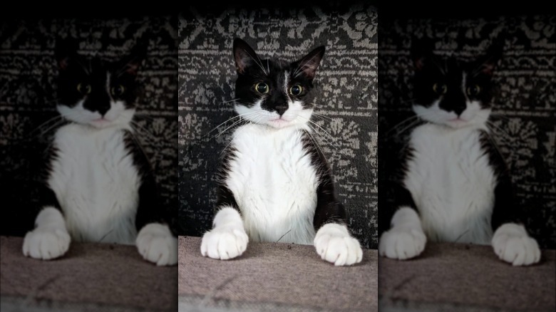 Alert tuxedo cat sitting up straight with their front paws in front of them.