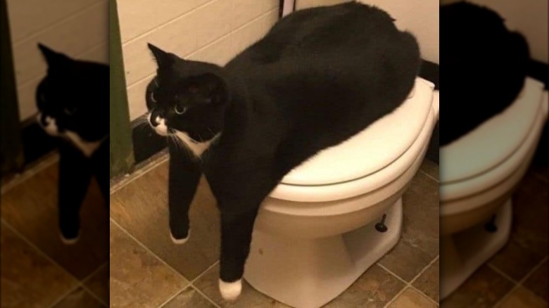 Tuxedo cat sitting on toilet seat with their front legs dangling towards the floor and looks ahead.