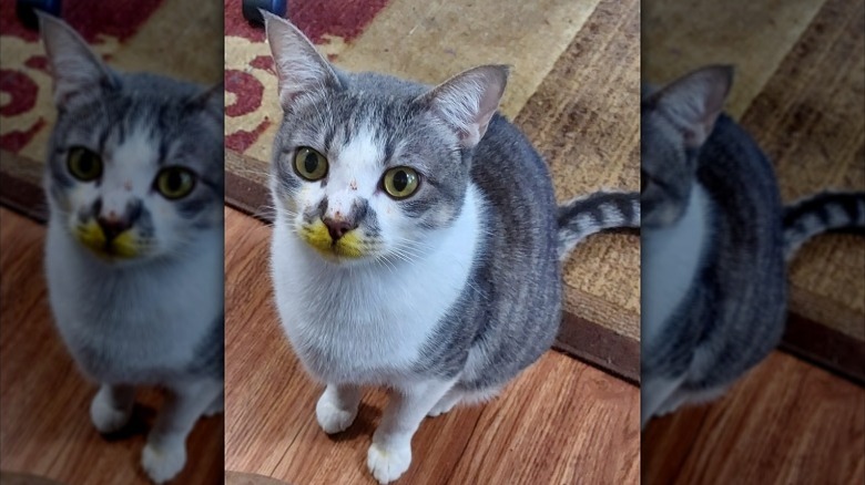 Cat gets yellow nose after eating unattended soup.