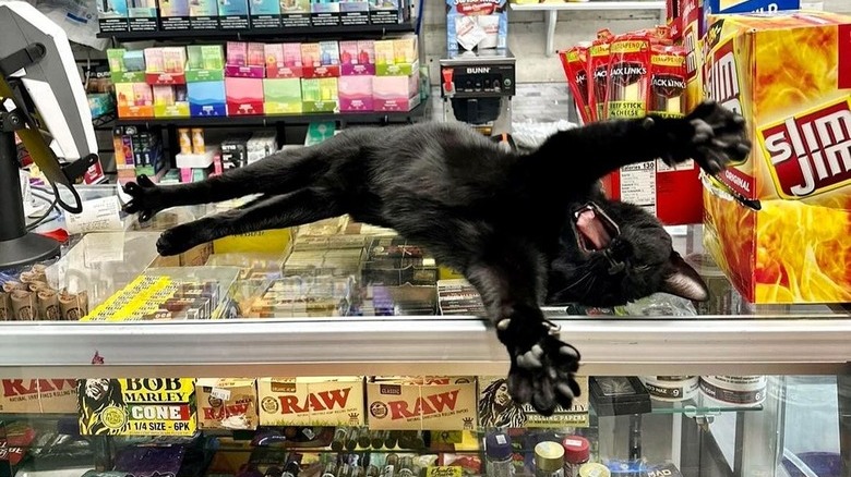 Black cat yawning and stretching on a counter at convenience store.