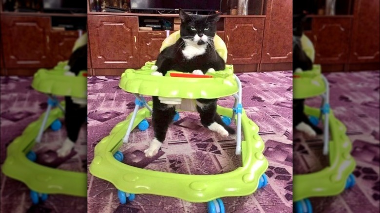 Tuxedo cat sitting in a baby walker and looking like a James Bond villain.