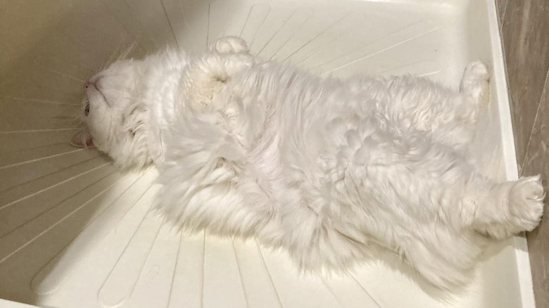 White cat sleeping in shower.