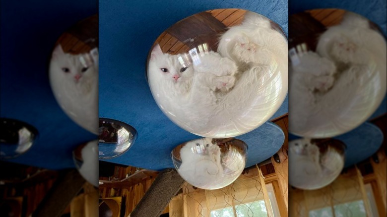 Two white cats sitting in glass bowls that are elevated.